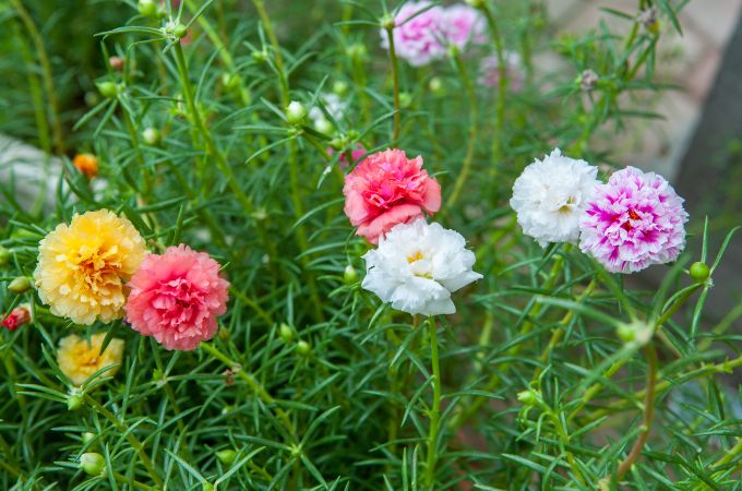 Portulaca: Charming All-Year-Round Flowers